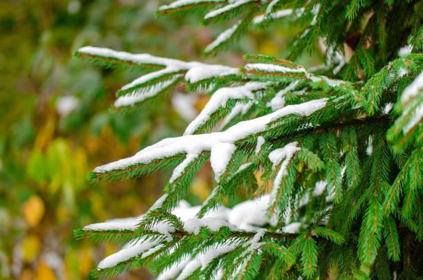 Winter bright background with snow-covered pine branches in the sun. Natural background. Perspective of space.