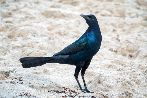 boat tailed grackle in Central Florida