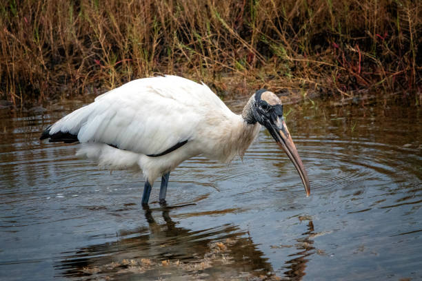 istock wood stork in Central Florida 1990318243