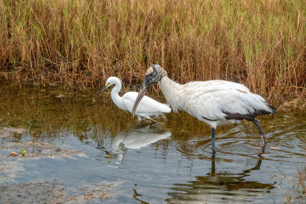 Wood Stork and Snowy Egret in the Central Florida wetlands.