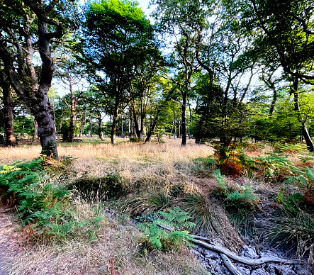 Grassland and trees in Epping Forest, at Loughton in Essex