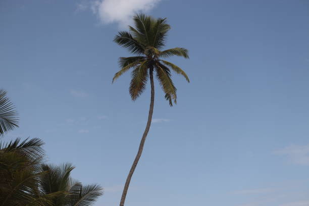 Tropical landscape background with palm trees on an amazing blue sky