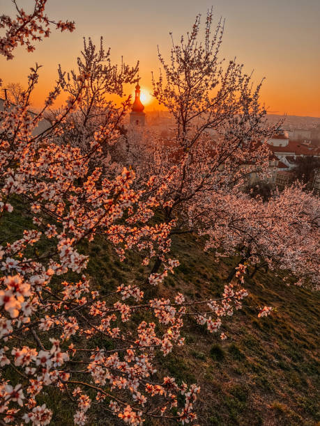 istock Dawn in Prague, the sun rises, almonds on the hill 1990335385
