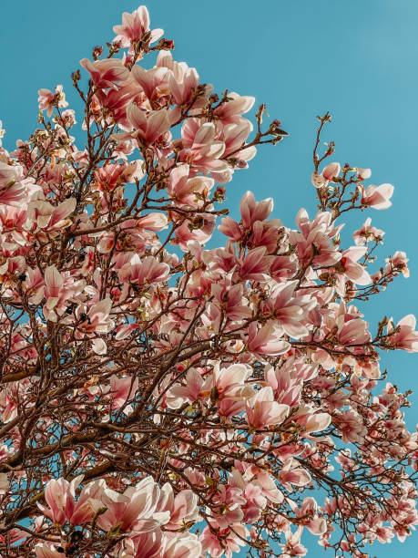 istock Blooming magnolia in spring in Prague 1990335967