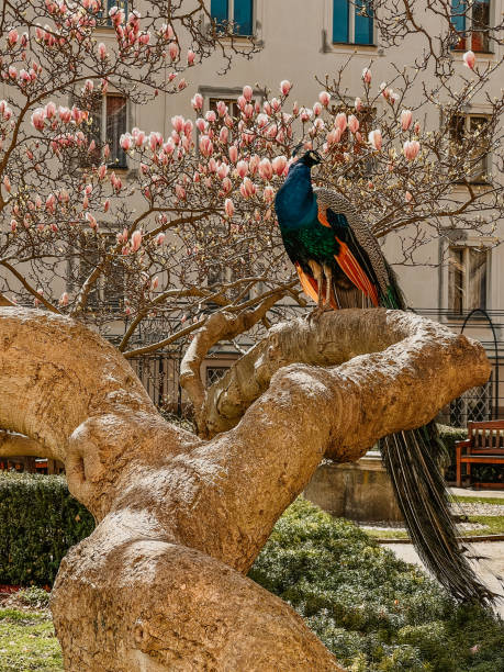 istock Peacock sitting on a blooming magnolia tree in spring in Prague 1990336501