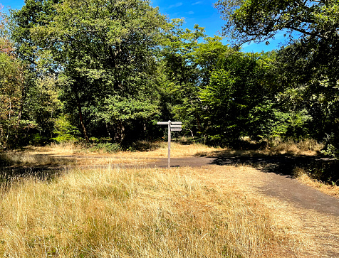 Foot path through Epping Forest in Essex on a summer's day. July 2022