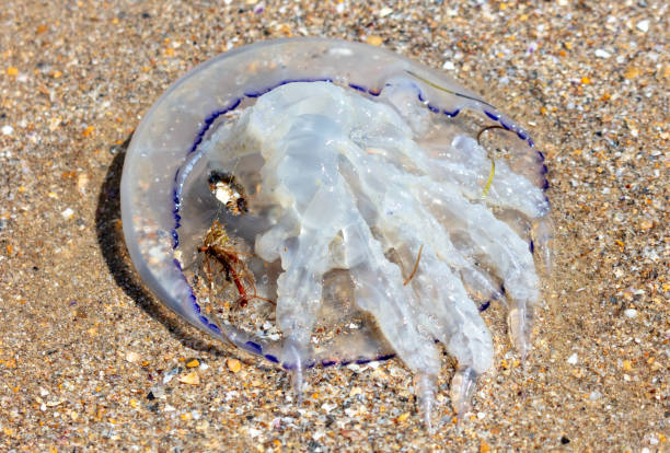 istock Jellyfish on the seashore. Close-up 1990339179