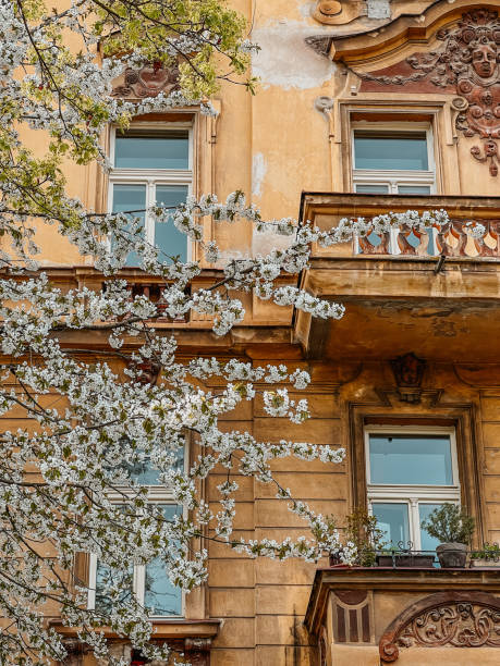 istock An apple tree blooming with white flowers and an old house in Prague 1990345535