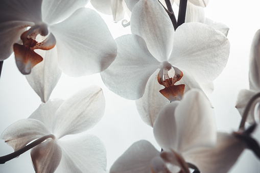 Blooming orchid on blurred light background, close-up. Phalaenopsis flowers for publication, design, poster, calendar, post, screensaver, wallpaper, postcard, banner, cover. High quality photography