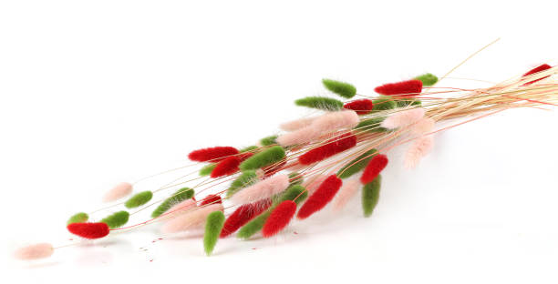 istock Pink, red and green fluffy bunny tails grass isolated on white background. 1990350505