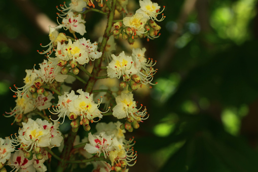 a blooming chestnut tree. Chestnut branch with white flowers candles close-up.
