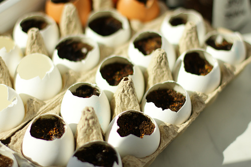 cress seedling in an egg. planting seedlings in eggshells and growing useful micro-greenery at home. The concept spring gardening and waste-free production