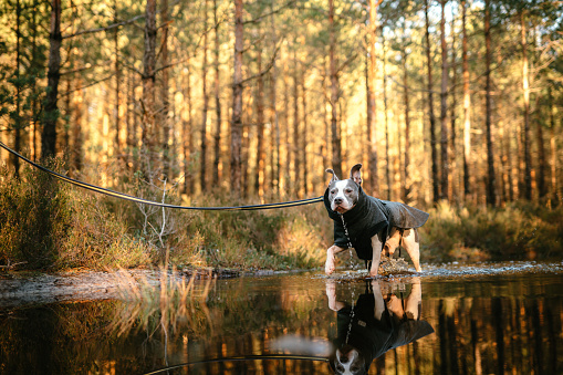 Personal perspective of pet Staffordshire Bull Terrier dog on leash in Sunset Forest, Seaside North Poland.