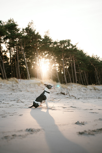 Dog Staffordshire bull terrier playing on the beach by the sea at sunrise.