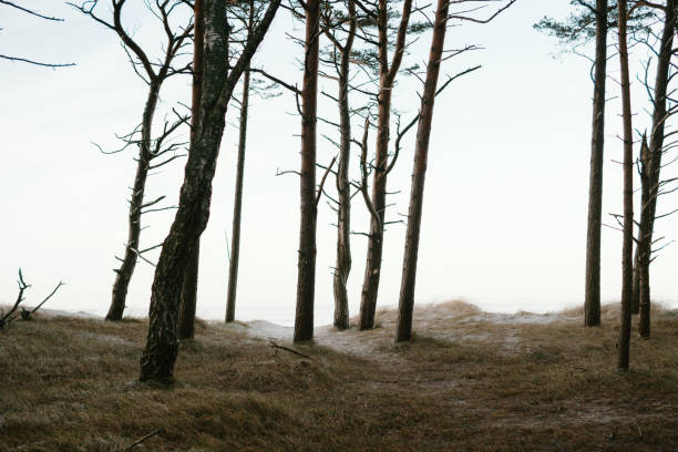 Beautiful beach on the Baltic Sea. Sunset