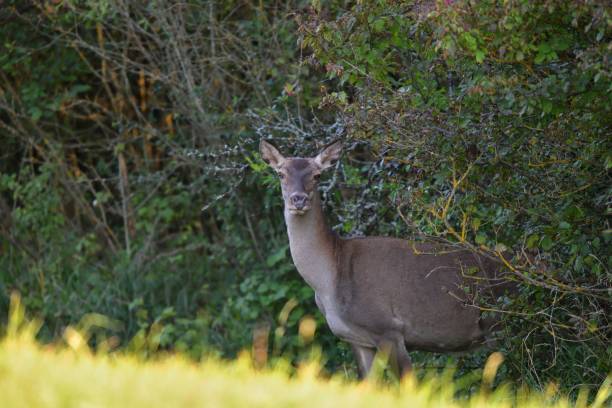 istock Deer hind with small fawn on the grass pasture 1990371187