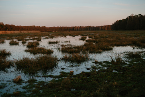 Meadows flooded with water near the forest. On a walking path with the setting sun.