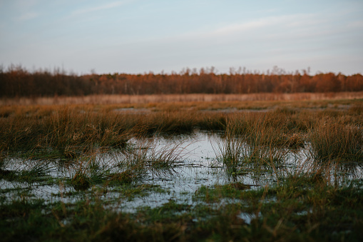 Scenic wetland observation point at Whalon Lake nature reserve in Bolingbrook, Illinois