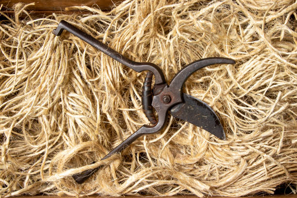 image of tailor's scissors on a wooden background, still life with scissors and thread spools