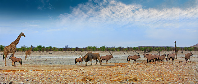 wide angle image of the dry African savannah with giraffe, lots of oryx, anda large  Eland with a bushveld background