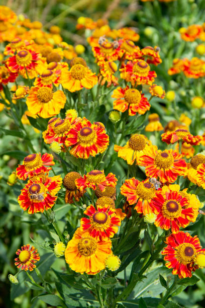 istock Red yellow sunbride flower (Helenium) with bees 1990381350