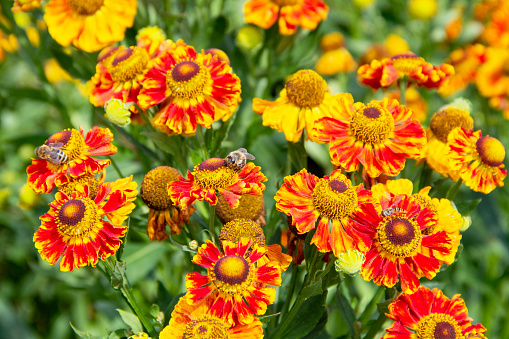 Red yellow sunbride flower with bees