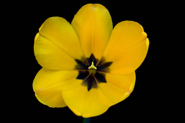 A wide open yellow tulip with it's petals open wide, on a black background