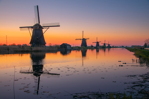 A famous Traditional Dutch wind mills with Yellow rapeseed flowers at sunrise in frost and fog in the foreground is grass and on the other side of the canal, located in Kinderdijk, the Holland.