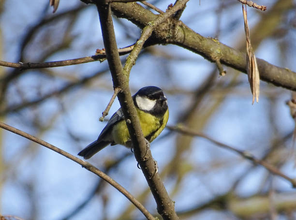 istock Titmouse bird in a tree in Maramures county, Romania 1990386026