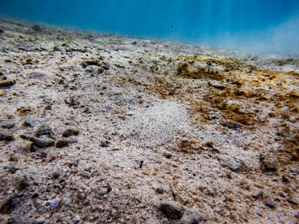 istock Red Sea Moses sole on sand in the red sea 1990386064