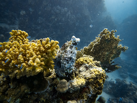 Common Octopus on reef, underwater scene with exotic fishes and coral reef of the Red Sea