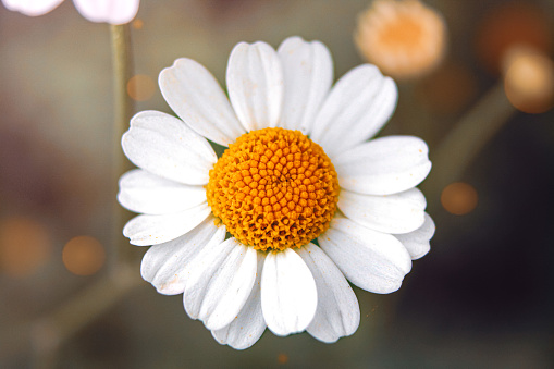 Daisy flower with natural bokeh