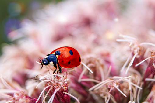 Lady bug in flowers