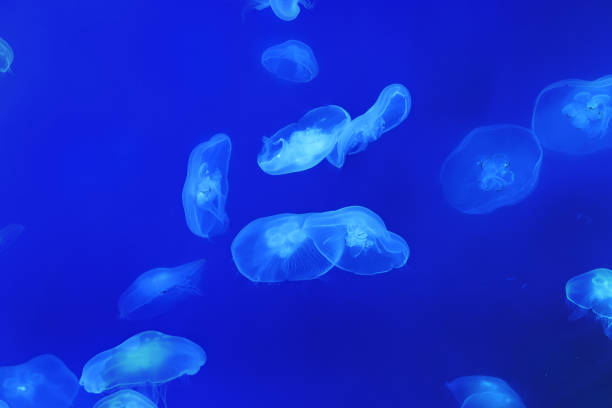 istock Many round white jellyfish in water on blue background 1990390611