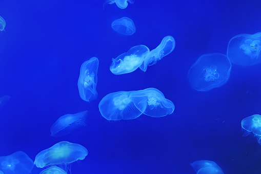 Many round white jellyfishes in water on blue background, selective focus