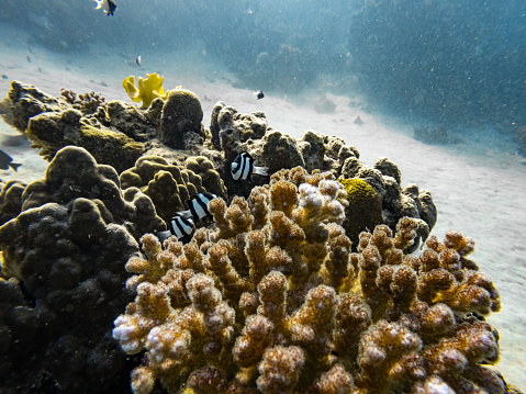 Underwater scene with exotic fishes and coral reef of the Red Sea