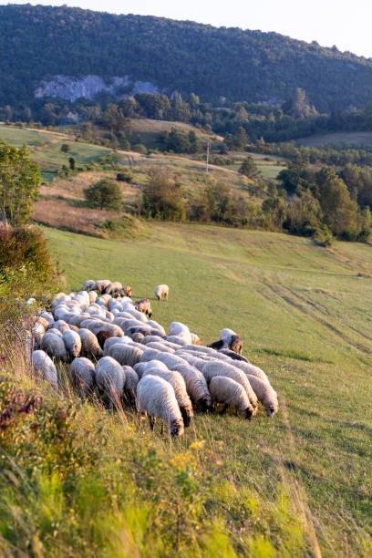 istock sheep grazing in beautiful meadow 1990403794