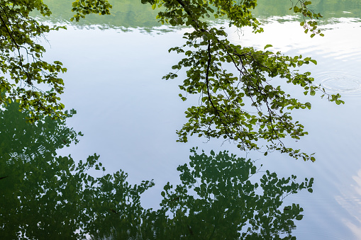 tree branch with leaves hanging over a lake with reflection in water