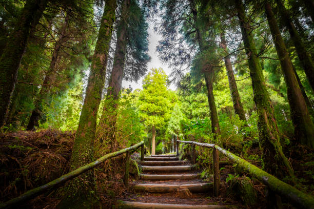 Lake canary  in the island of São Miguel in the Azores - Portugal stock photo