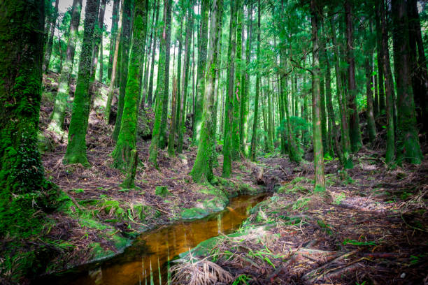 Lake canary  in the island of São Miguel in the Azores - Portugal stock photo