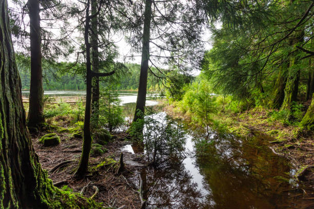 Lake canary  in the island of São Miguel in the Azores - Portugal stock photo