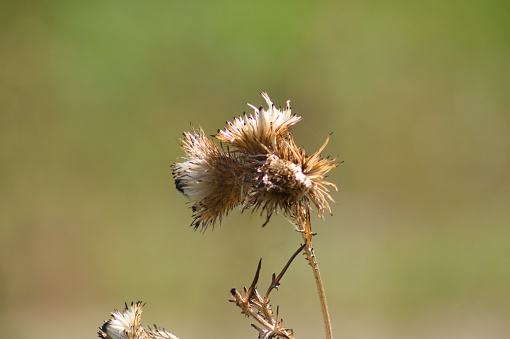 Close-up of brown bull thistle seeds with green blurred background