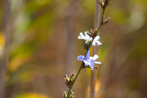 Close-up of common chicory flowers with blurred plants on background