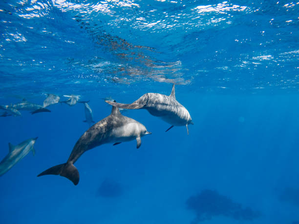 istock Snorkeling with dolphins, Dolphin House - Sha'ab Samadai Reef, red sea 1990420756