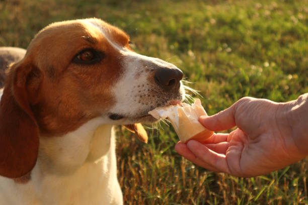 istock Estonian hound dog eats Ice-cream in a waffle horn. Dog licking vanilla cone. Selective focus of woman hand give a dog licking ice cream at sunset. 1990422906