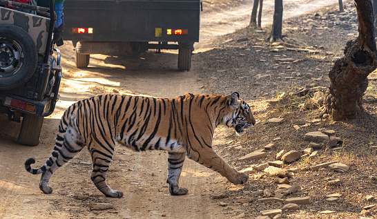 Wild majestic female Bengal tiger at Ranthambore National Park in Rajasthan, India Asia
