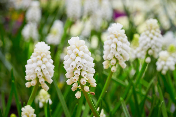 istock Muscari aucheri White magic ( Grape Hyacinth ). 1990428901