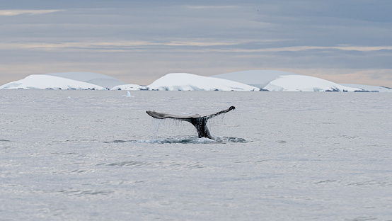 Humpback whale tail, showing on the dive, Antarctic Peninsula.