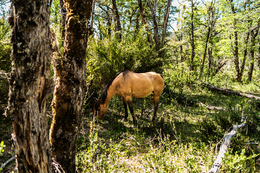 Horse on a forest in Patagonia, Argentina