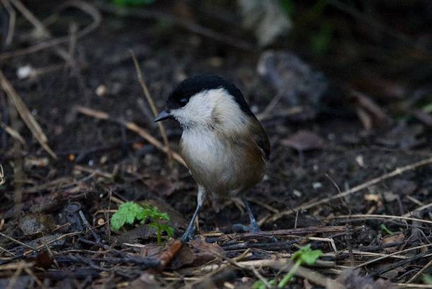 istock Willow tit woodland bird 1990462697